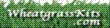 wheatgrasskits.com